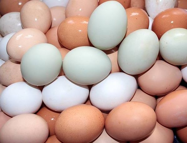 Order Chicken eggs