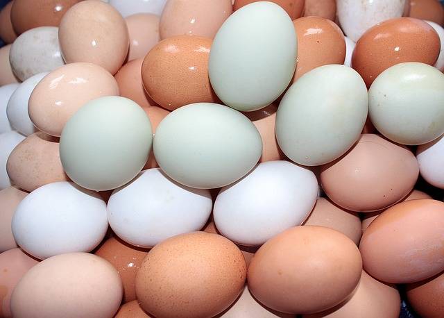 Order Chicken eggs
