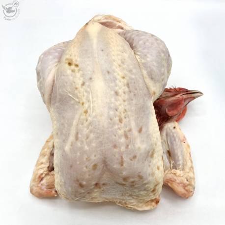 Hybride frais 2.5 Kg